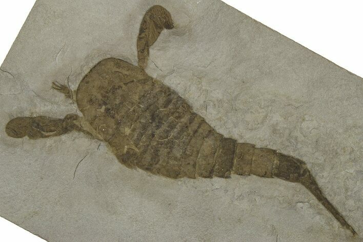 Eurypterus (Sea Scorpion) Fossil - New York #369267